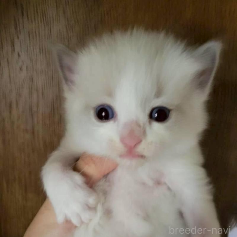販売中の栃木県のラグドール-127489の1枚目